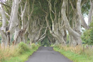 Dark Hedges