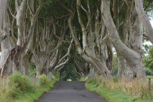 Straße unter Buchen in Nordirland