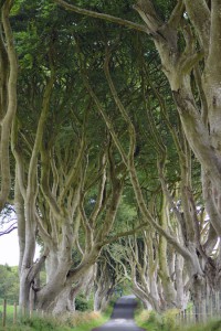 Dark Hedges in Nordirland