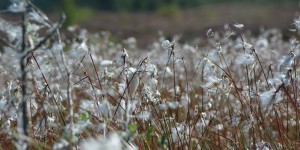 Landschaft in Schottland
