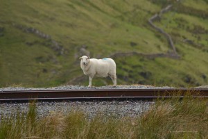 Schaf auf dem Gleis