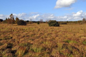 Moorlandschaft