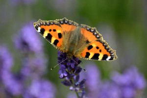 Flora und Fauna im Venn