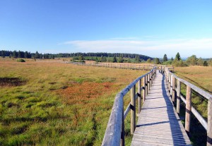 Holzsteg im Venn