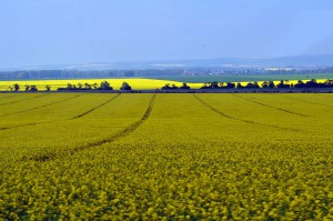 Rapslandschaft