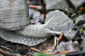 Schnecke