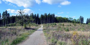 Wanderweg im Harz