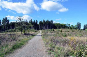 Wanderweg im Harz