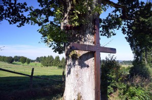 Naturdenkmal Theissbaum