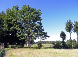 Naturdenkmal Theissbaum