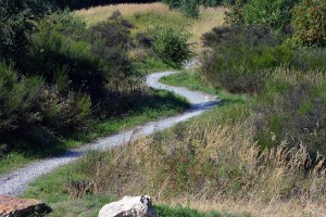 Wanderweg auf der Sophienhöhe