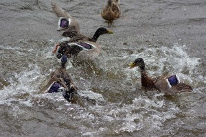 Enten auf der Rur