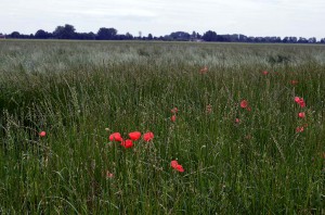 Landschaft bei Wassenberg