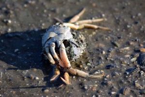 Tote Krabbe