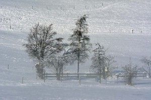 Schneelandschaft