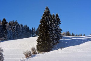 Schneelandschaft