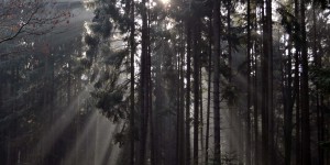 Sonne hinter Bäumen