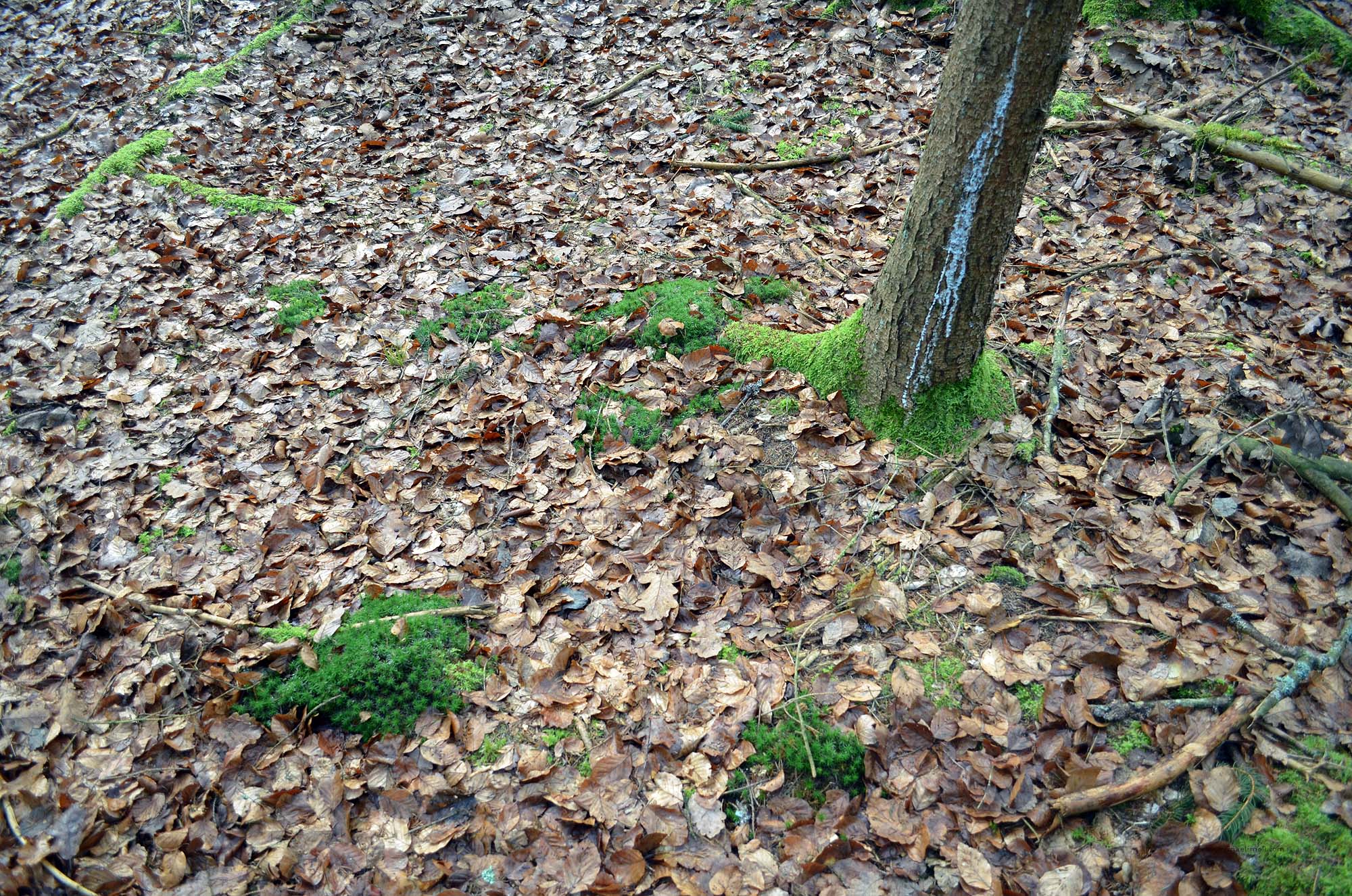 Konfluenzpunkt im Wald Die Weltenbummler