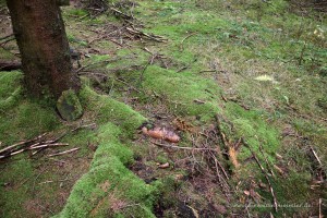 Konfluenzpunkt im Wald