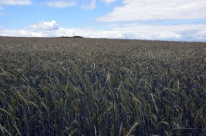 Konfluenzpunkt im Feld