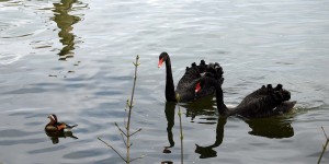 Schwarze Schwäne und eine Mandarinente