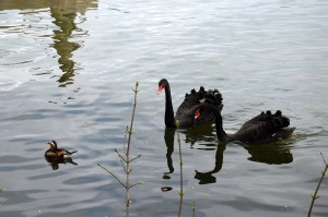 Schwarze Schwäne und eine Mandarinente