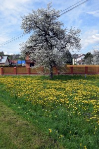 Frühling in Polen