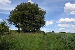 Landschaft in Dortmund-Barop