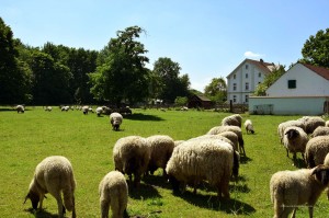 Schafe im Gut Königsmühle