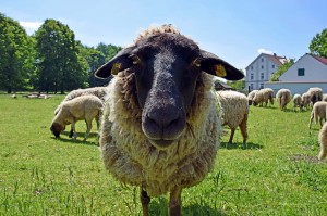 Schafe im Gut Königsmühle
