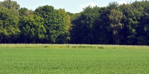 Brandheide