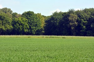 Brandheide