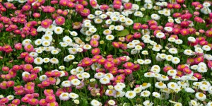 Blumenpracht am Schloss Berge