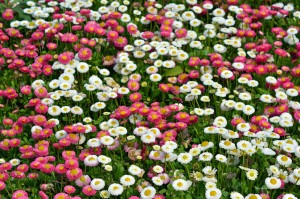Blumenpracht am Schloss Berge
