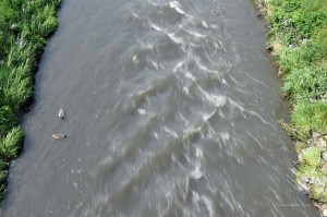 Enten auf der Emscher
