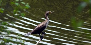 Kormoran im Revierpark Nienhausen