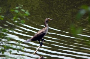 Kormoran im Revierpark Nienhausen