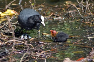 Blässhuhn-Küken im Revierpark Vonderort