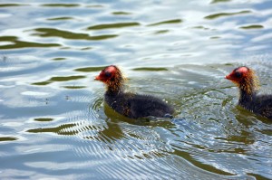 Blässhuhn-Küken im Revierpark Vonderort