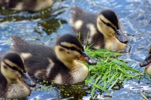 Entenküken im Teich von Burg Vondern