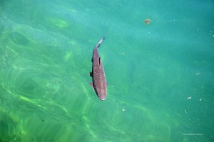 Fisch im Zeller See