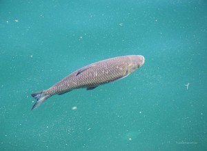 Fisch im Zeller See