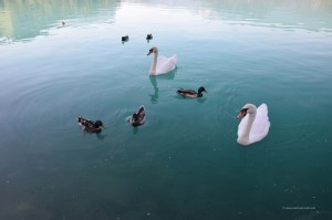 Schwäne und Enten
