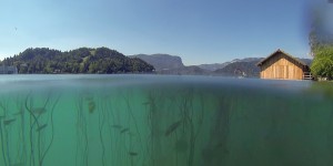 Seerosen unter Wasser