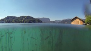 Seerosen unter Wasser