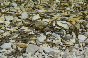 Fische im See Jasna