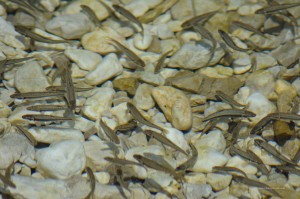 Fische im See Jasna