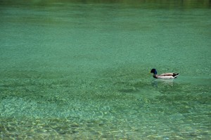 Ente