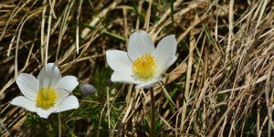 Gletscherhahnenfuß