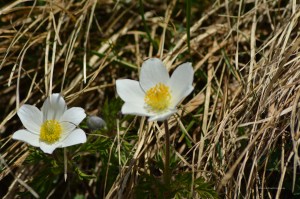 Gletscherhahnenfuß